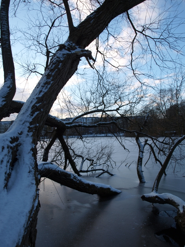 Bäume im Schrevenpark im Eis